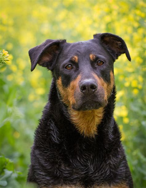 Lab mix with doberman - A lab test is a procedure in which a sample is taken of your blood, urine, other bodily fluid, or body tissue to get information about your health. Lab tests are used to help diagn...